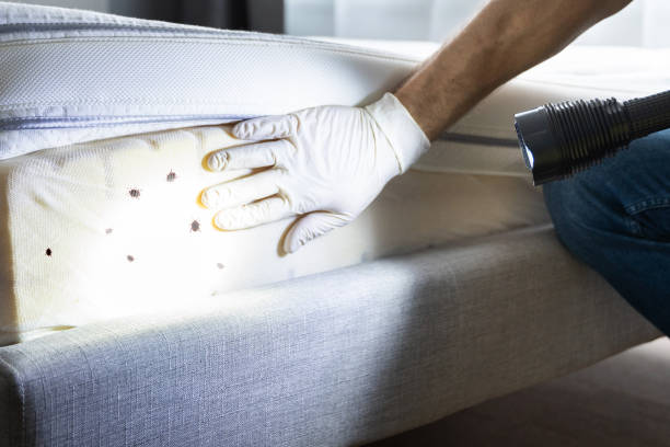 Best Insect Control  in Monona, WI